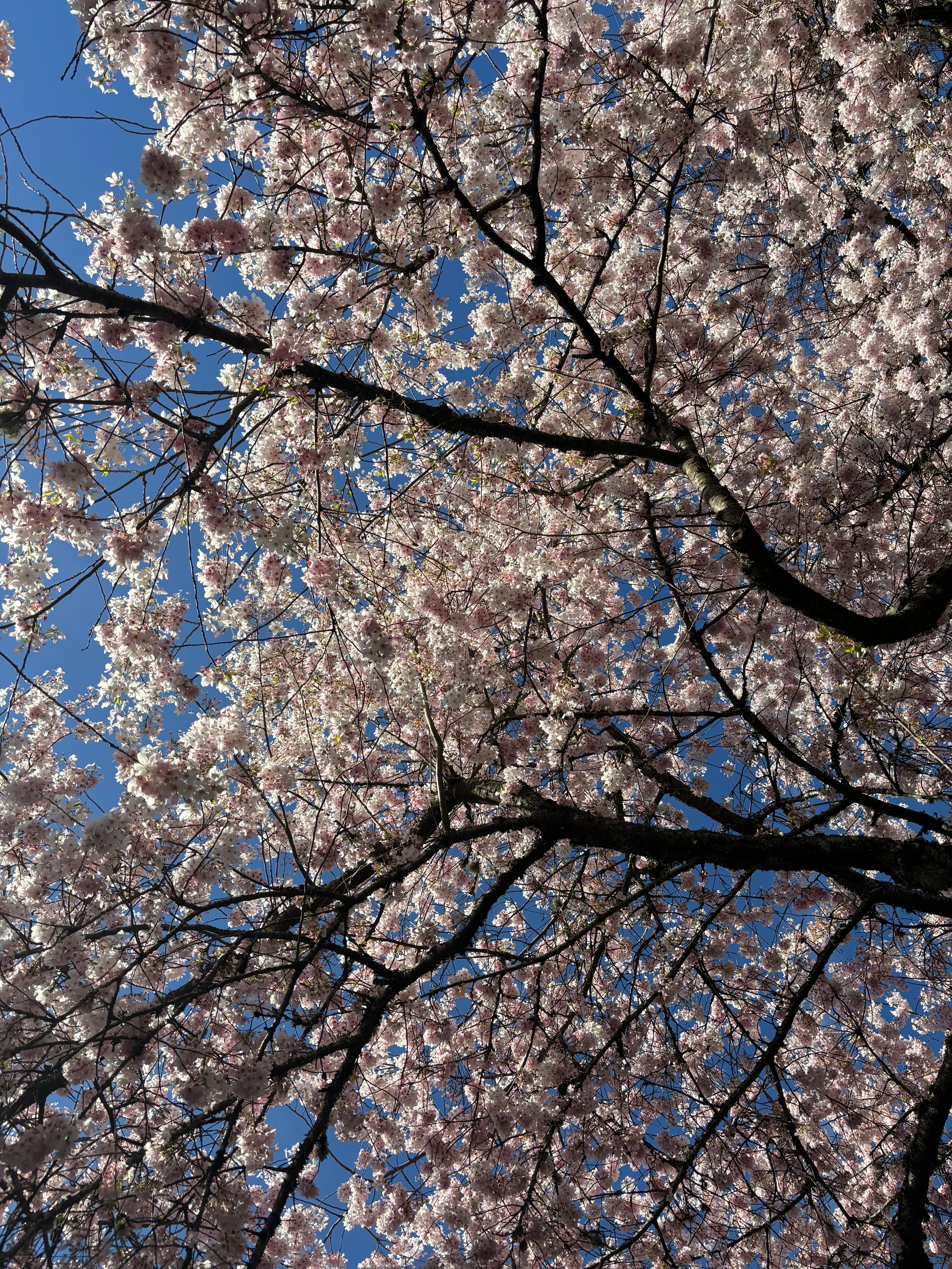 Tree branches against the sky